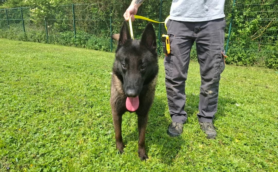 IRO, male young Belgian Malinois for adoption at SPA Arras (Tilloy), Arras