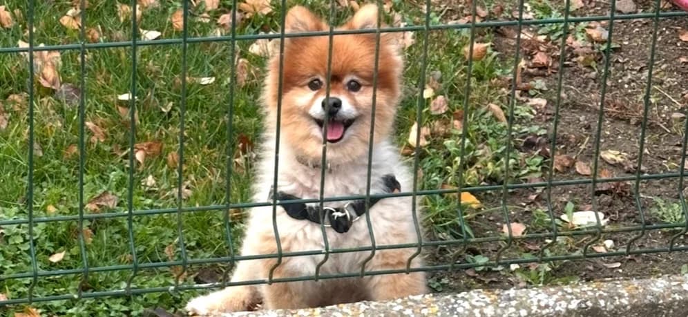 MUGUET, male senior mixed breed for adoption at SPA Arras (Tilloy), Arras