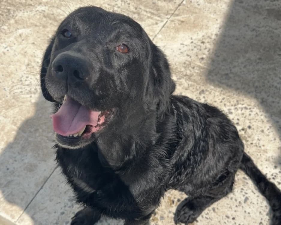 OSLO, unknown male mixed breed for adoption at SPA Chilleurs-aux-Bois, Chilleurs