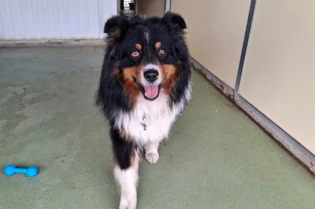 ROCCO, male 3yo Australian Shepherd for adoption at SPA Arras (Tilloy), Arras