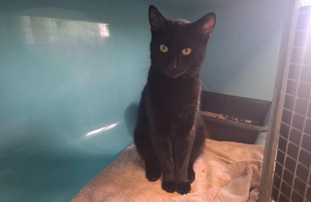 NOEL, male young mixed breed for adoption at SPA Arras (Tilloy), Arras
