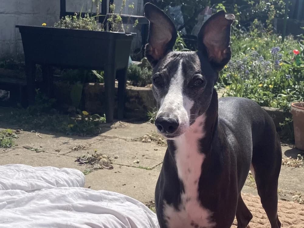 TITOU, male 5yo mixed breed for adoption at SPA Arras (Tilloy), Arras