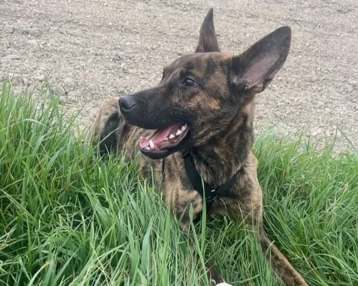 NOOPY, male young Belgian Malinois for adoption at SPA Arras (Tilloy), Arras