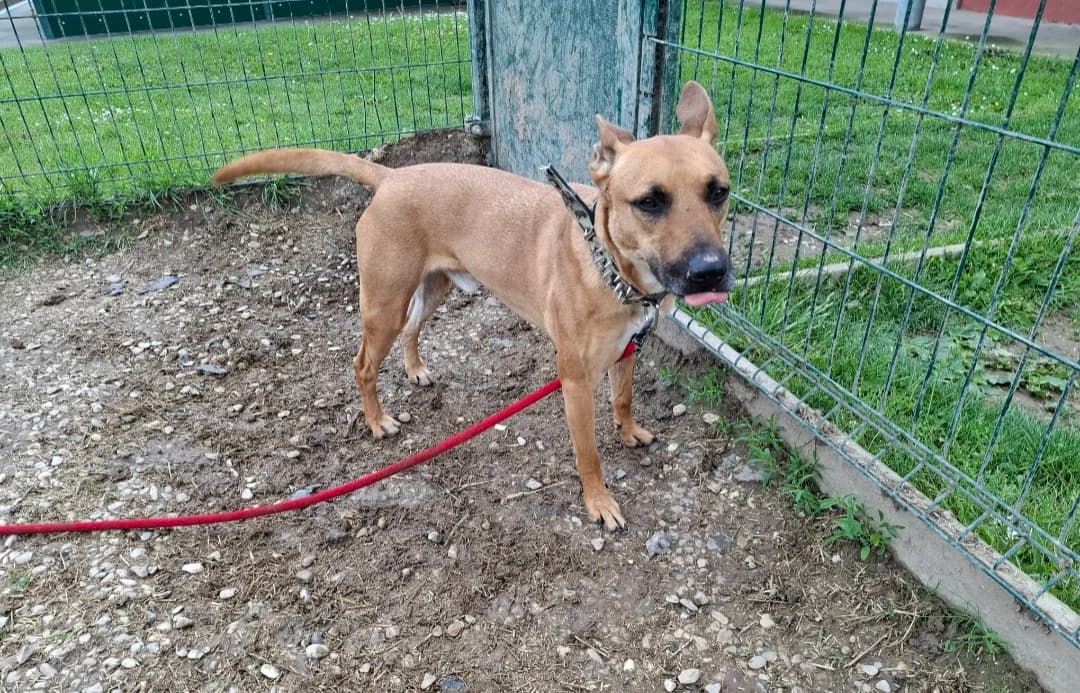 AXEL, male 4yo Mixed Breed for adoption at SPA Arras (Tilloy), Arras