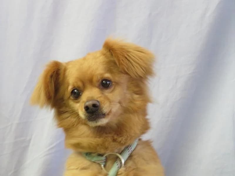 guizmo, male senior Papillon for adoption at SPA Arras (Tilloy), Arras