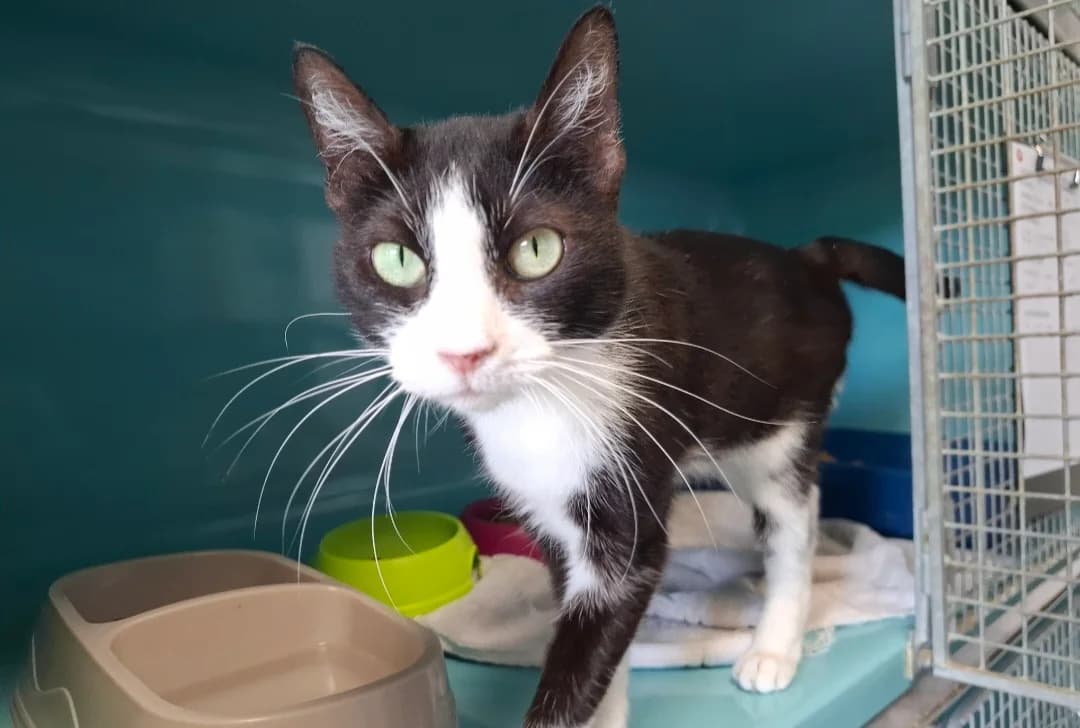 MINETTE, female 4yo Mixed Breed for adoption at SPA Arras (Tilloy), Arras