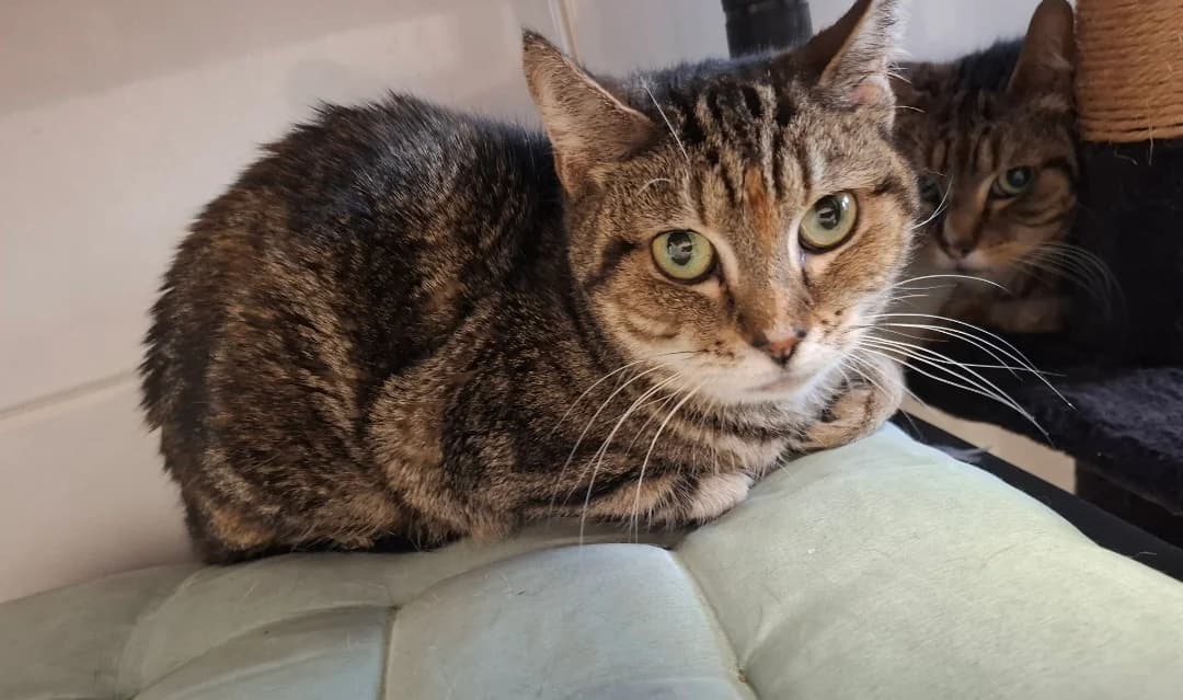 LILY, female 7yo Mixed Breed for adoption at SPA Arras (Tilloy), Arras