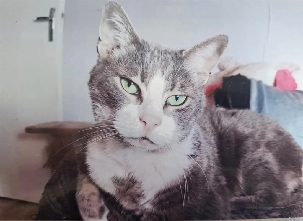 WILLY, male senior Mixed Breed for adoption at SPA Arras (Tilloy), Arras