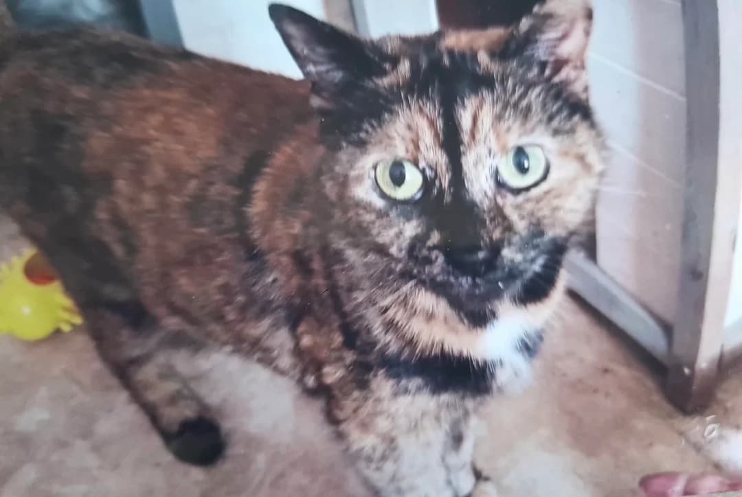 LILOU, female senior Mixed Breed for adoption at SPA Arras (Tilloy), Arras