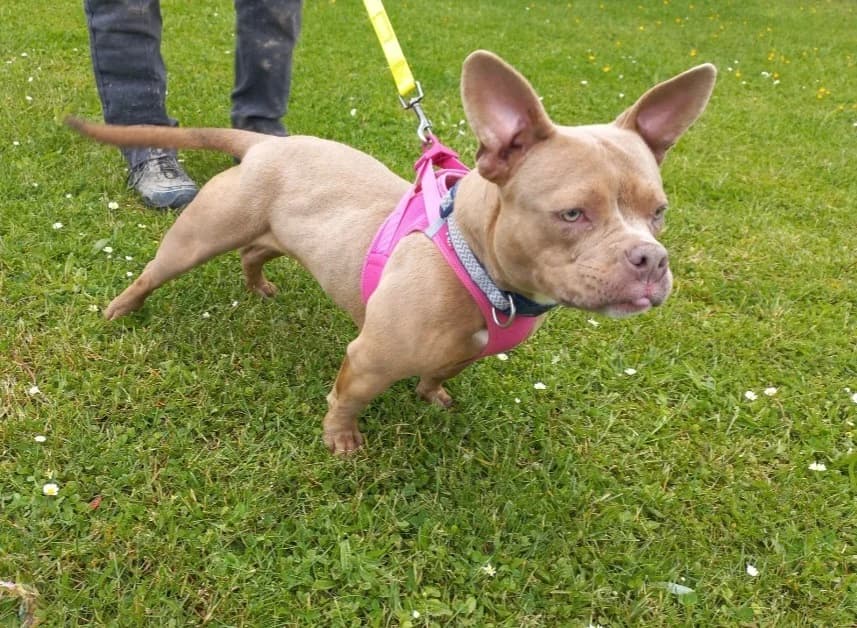 MEVANWI, female young American Bully for adoption at SPA Arras (Tilloy), Arras