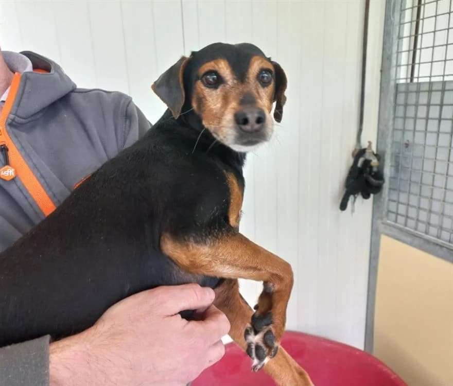 FILOU, male 7yo Dachshund for adoption at SPA Arras (Tilloy), Arras