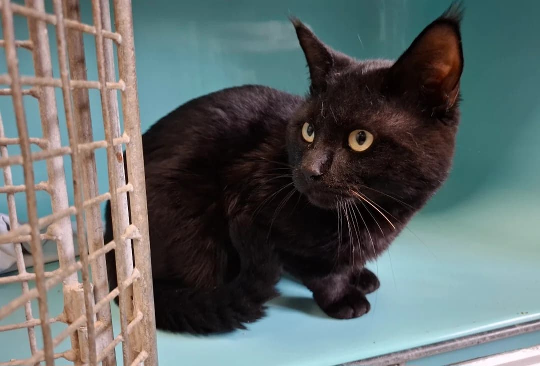 MICKAEL, male young Mixed Breed for adoption at SPA Arras (Tilloy), Arras