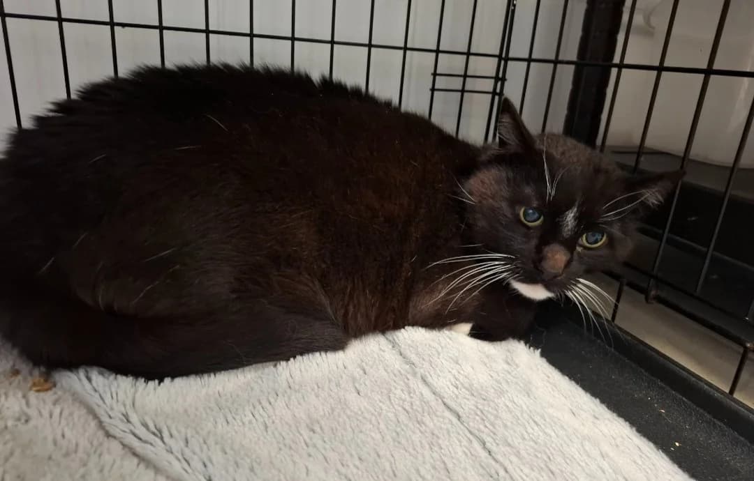 FELIX, male senior Mixed Breed for adoption at SPA Arras (Tilloy), Arras