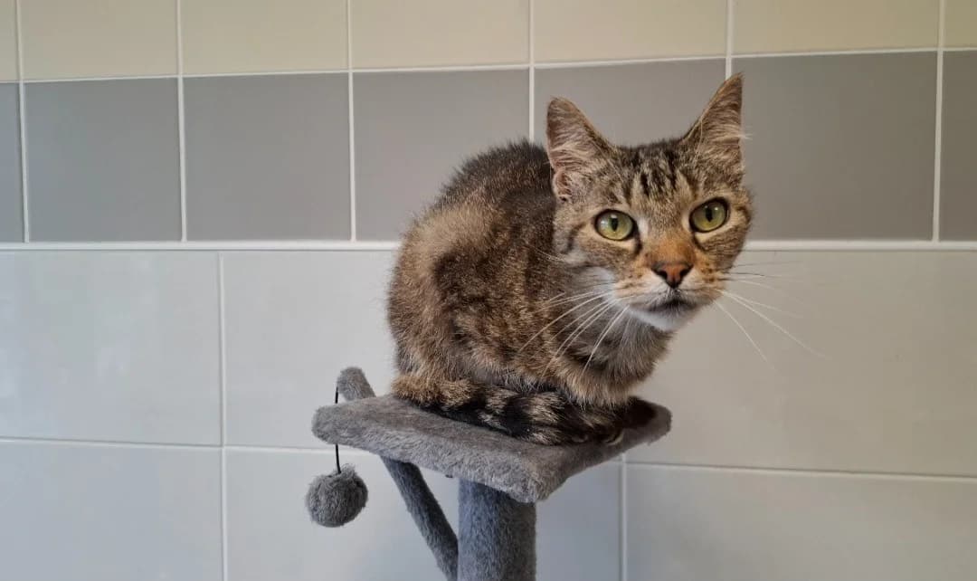 FRIPOUILLE, female senior Mixed Breed for adoption at SPA Arras (Tilloy), Arras