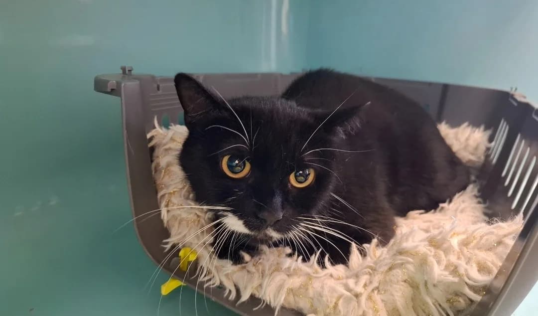 GROS MINETTE, female Mixed Breed for adoption at SPA Arras (Tilloy), Arras