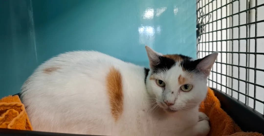 NENETTE, female 3yo mixed breed for adoption at SPA Arras (Tilloy), Arras