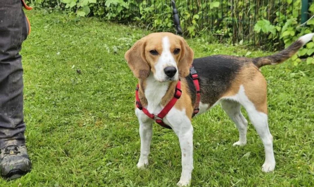 TINA, female 3yo Beagle for adoption at SPA Arras (Tilloy), Arras