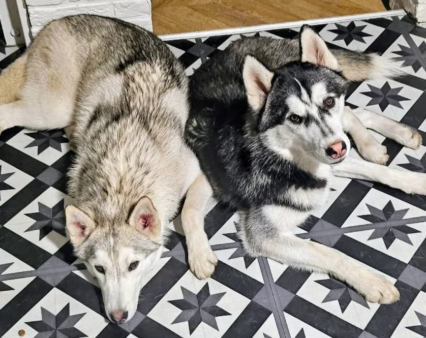 MEIKO, male young Husky for adoption at SPA Arras (Tilloy), Arras