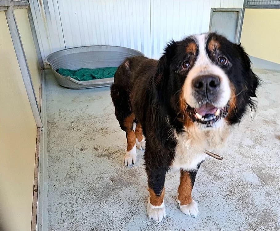 NIKOS, male senior mixed breed for adoption at SPA Arras (Tilloy), Arras