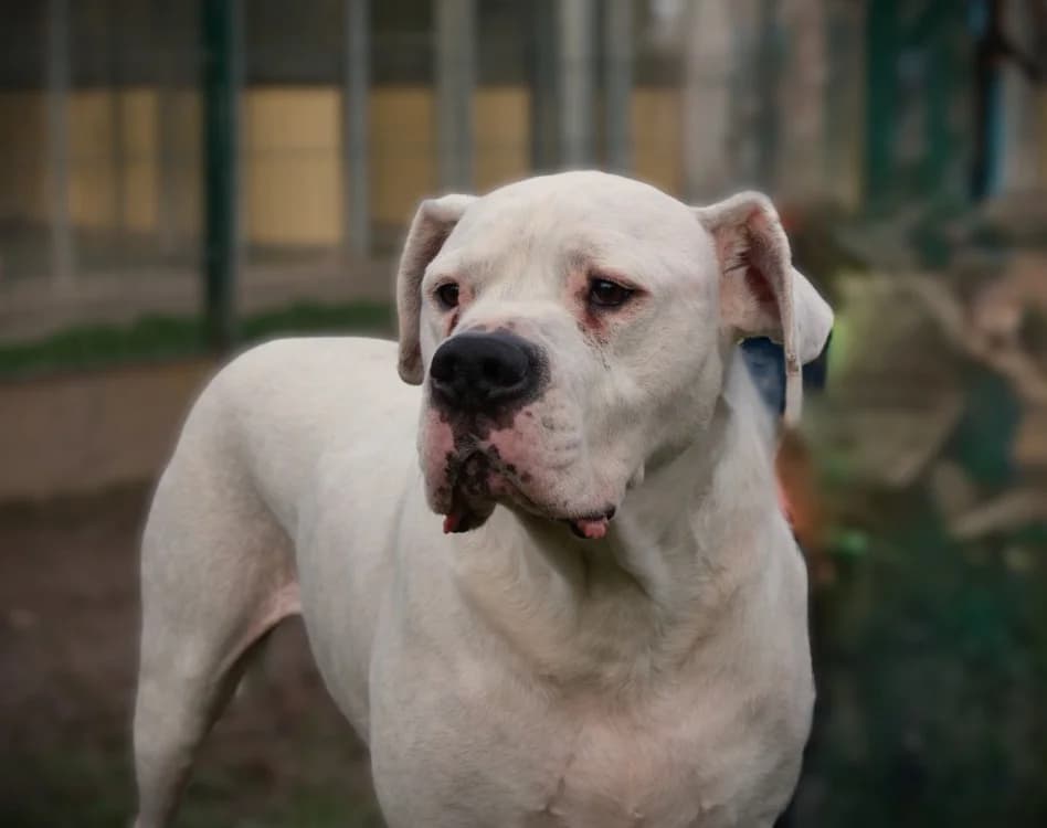 Ramsès, male 6yo mixed breed for adoption at SPA Arras (Tilloy), Arras