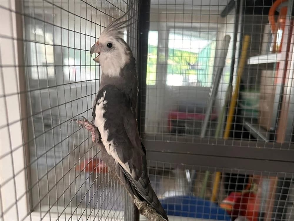 Zig, female Mixed Breed for adoption at SPA Arras (Tilloy), Arras