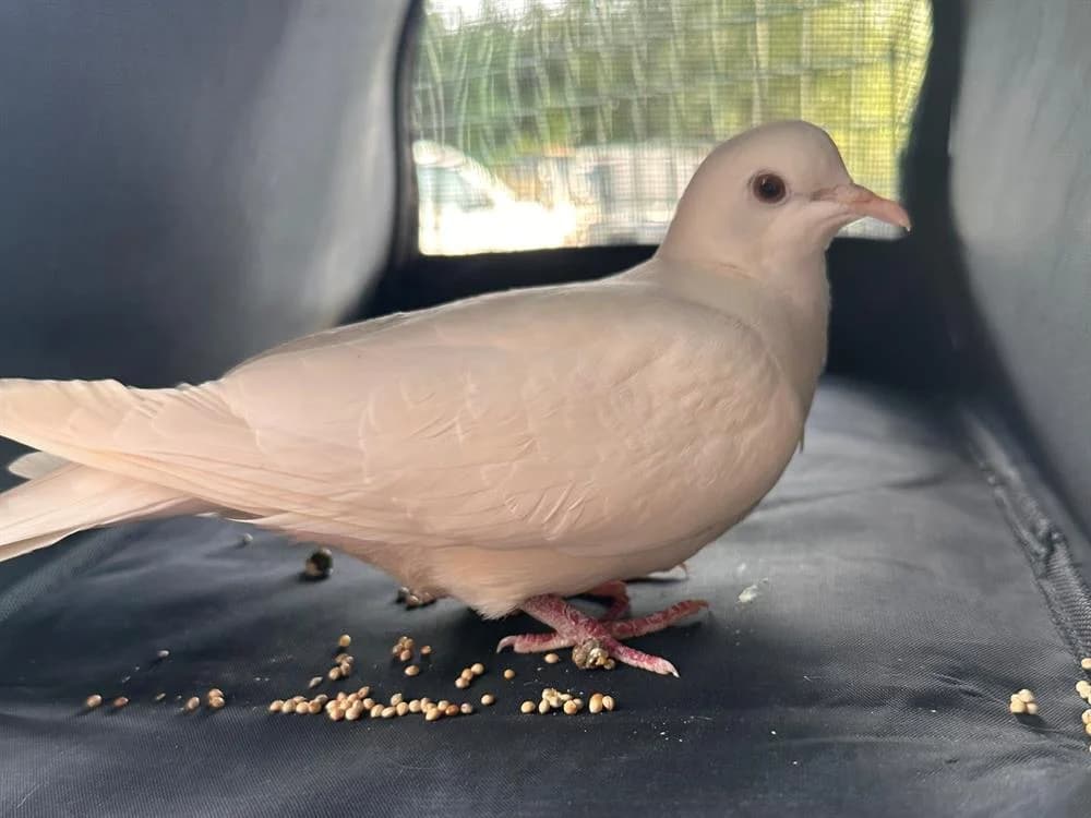 Xavichou, female Mixed Breed for adoption at SPA Arras (Tilloy), Arras