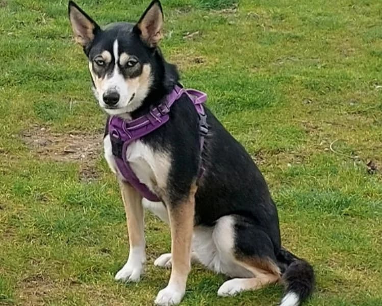 AZUR, female young mixed breed for adoption at SPA Arras (Tilloy), Arras