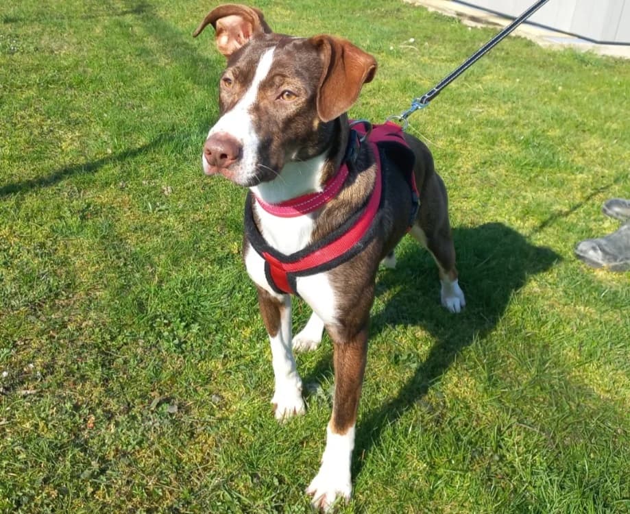 KIKI, male young Mixed Breed for adoption at SPA Arras (Tilloy), Arras