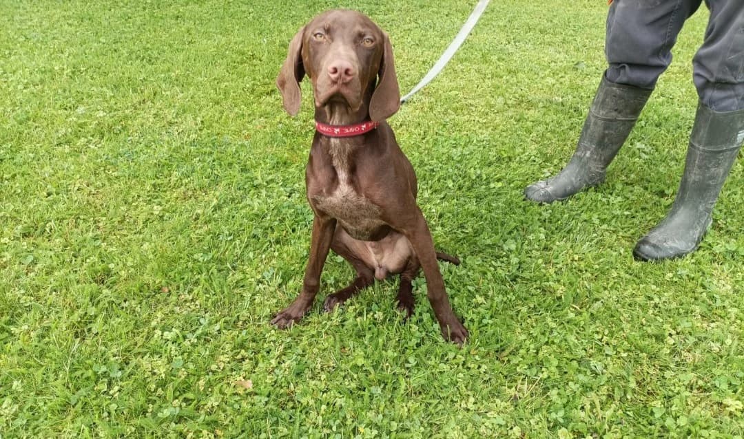 PETER, male Pointer for adoption at SPA Arras (Tilloy), Arras