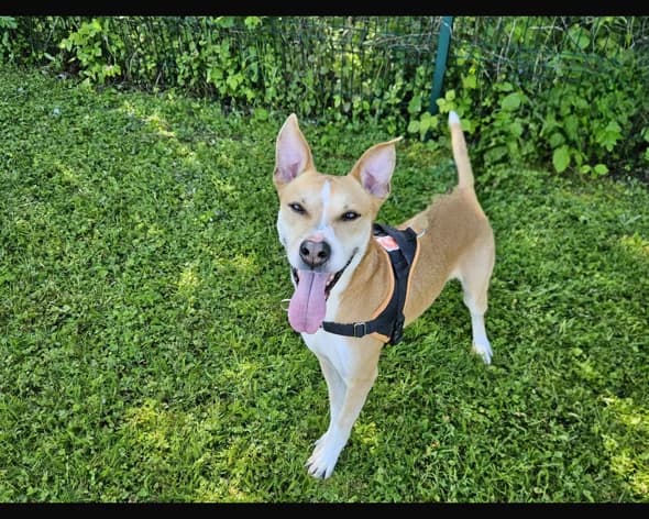 SPACY, male young Jack Russell Terrier for adoption at SPA Arras (Tilloy), Arras