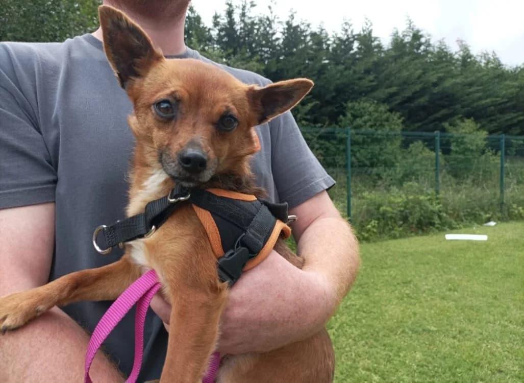 BEKI, female young Mixed Breed for adoption at SPA Arras (Tilloy), Arras