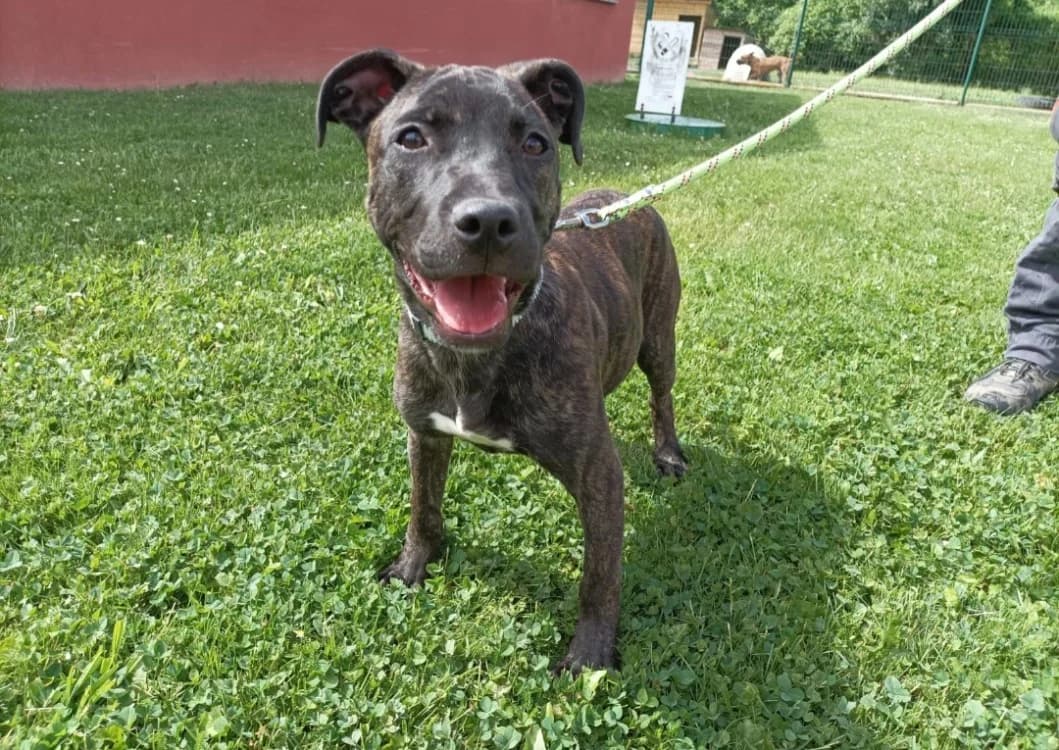 BITUME, male Mixed Breed for adoption at SPA Arras (Tilloy), Arras