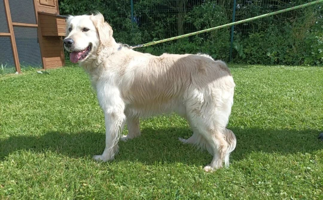 SIRIUS, male 4yo mixed breed for adoption at SPA Arras (Tilloy), Arras
