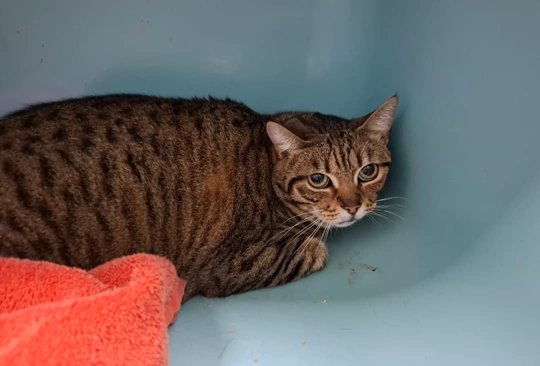 MICHOUCHETTE, female 6yo Mixed Breed for adoption at SPA Arras (Tilloy), Arras