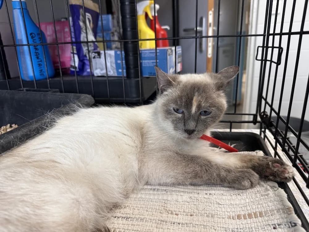 KELLY, female Mixed Breed for adoption at SPA Arras (Tilloy), Arras