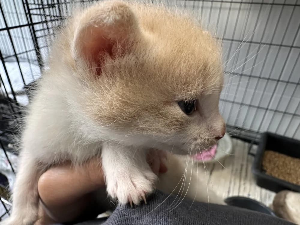 ROUSSEAU, Mixed Breed (SPA Arras (Tilloy))