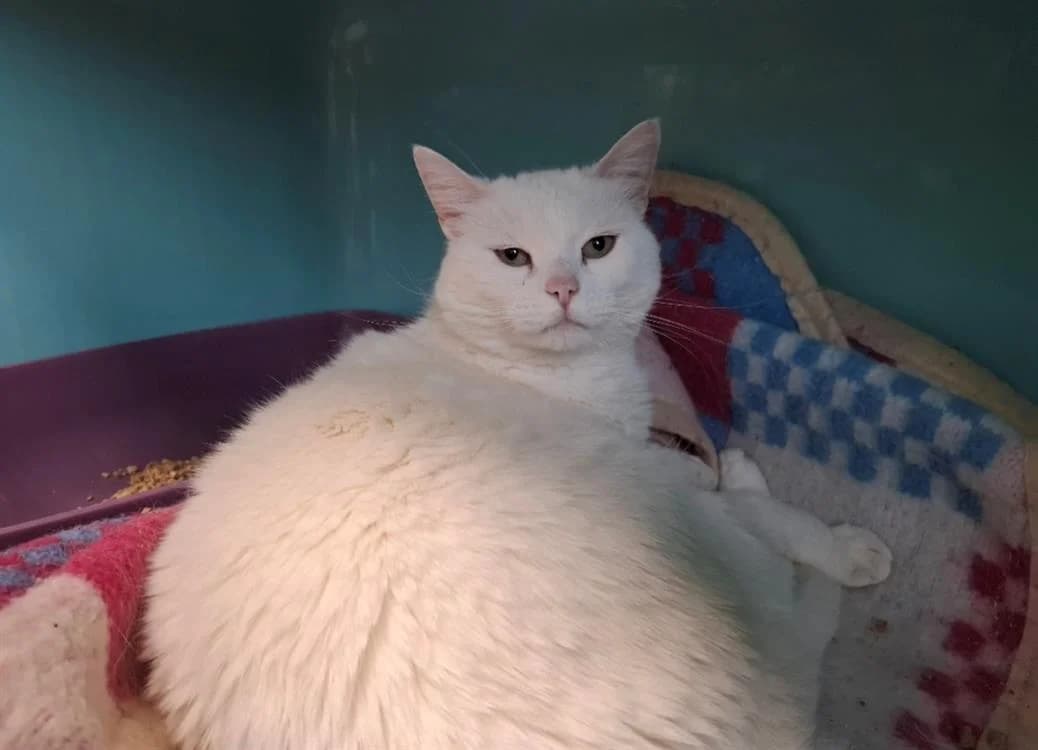 KALI, female senior Mixed Breed for adoption at SPA Arras (Tilloy), Arras