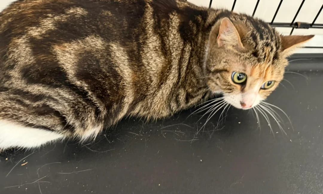 NAYLA, female Mixed Breed for adoption at SPA Arras (Tilloy), Arras