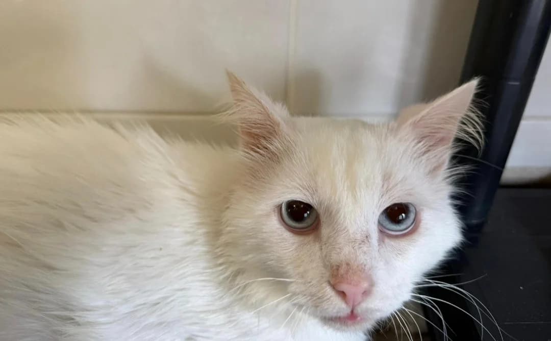 WEETOS, male senior Mixed Breed for adoption at SPA Arras (Tilloy), Arras