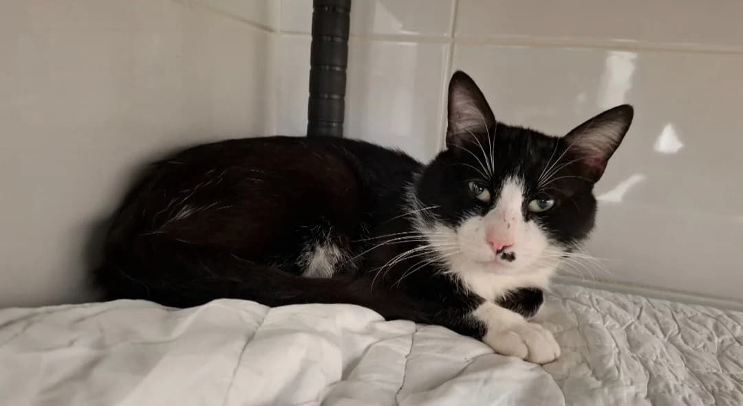 LOULOU, male 4yo Mixed Breed for adoption at SPA Arras (Tilloy), Arras