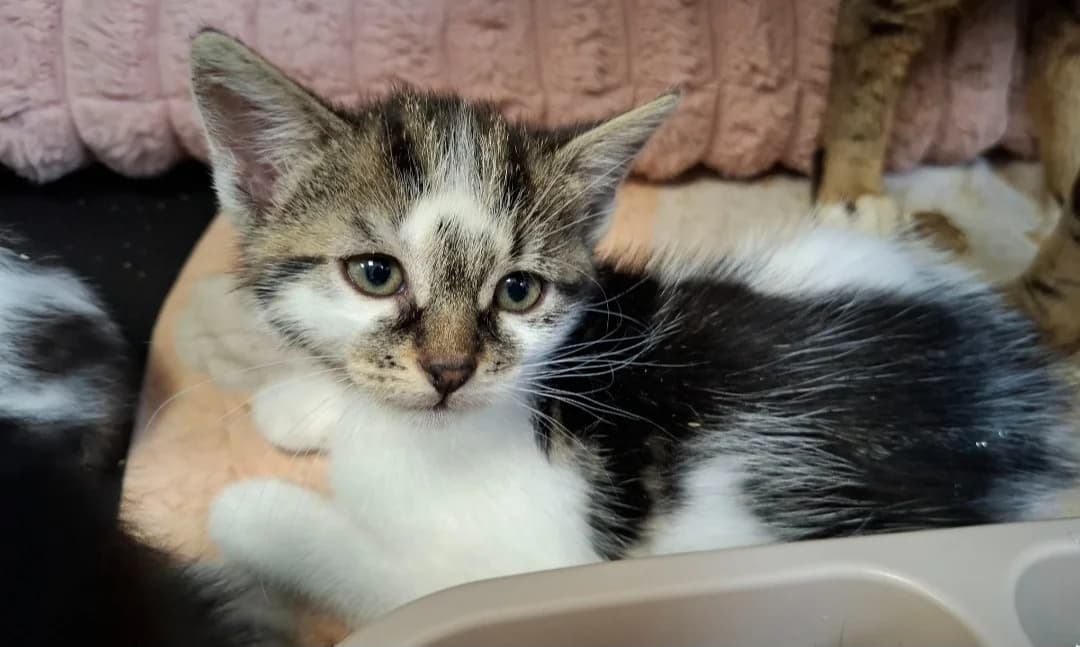 DRAGIBUSS, female Mixed Breed for adoption at SPA Arras (Tilloy), Arras