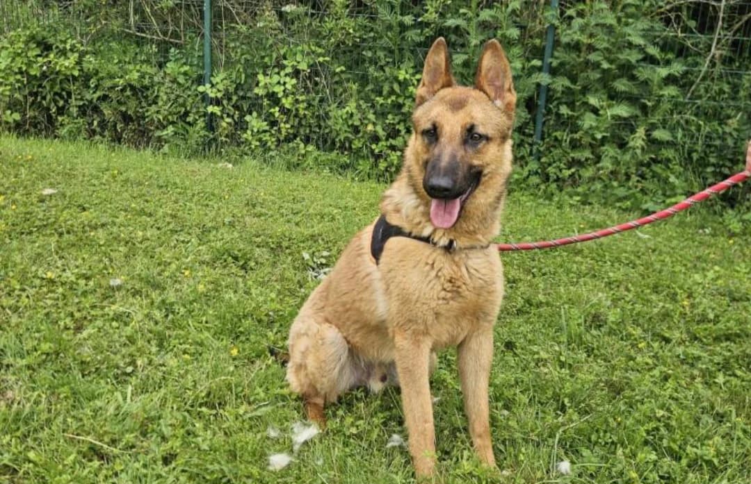 LITHIUM, male Mixed Breed for adoption at SPA Arras (Tilloy), Arras