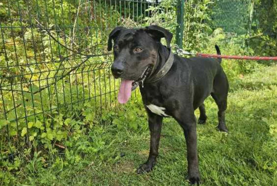 VOX, male 3yo mixed breed for adoption at SPA Arras (Tilloy), Arras