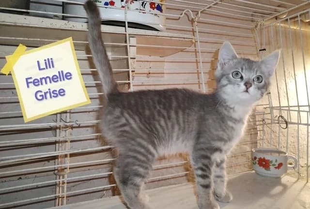 LILI, female Mixed Breed for adoption at SPA Arras (Tilloy), Arras