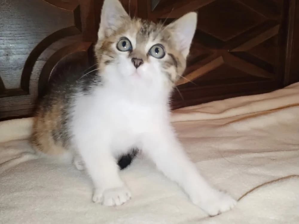 BOO-BOO, female Mixed Breed for adoption at SPA Arras (Tilloy), Arras
