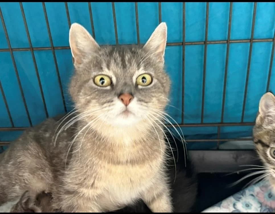 GRISETTE, female Mixed Breed for adoption at SPA Arras (Tilloy), Arras