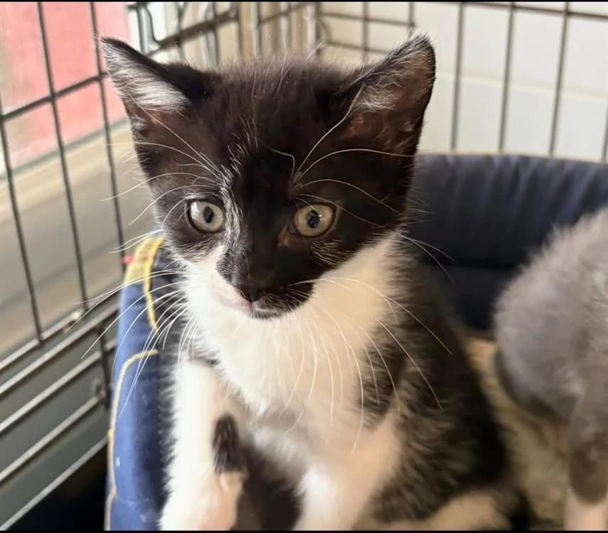 BELLA, female Mixed Breed for adoption at SPA Arras (Tilloy), Arras