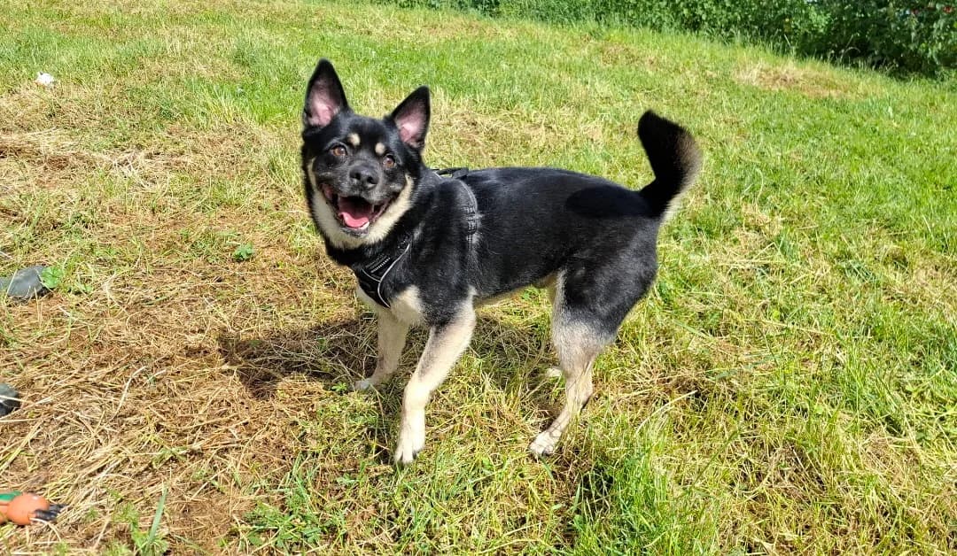 PEPPER, male mixed breed for adoption at SPA Arras (Tilloy), Arras