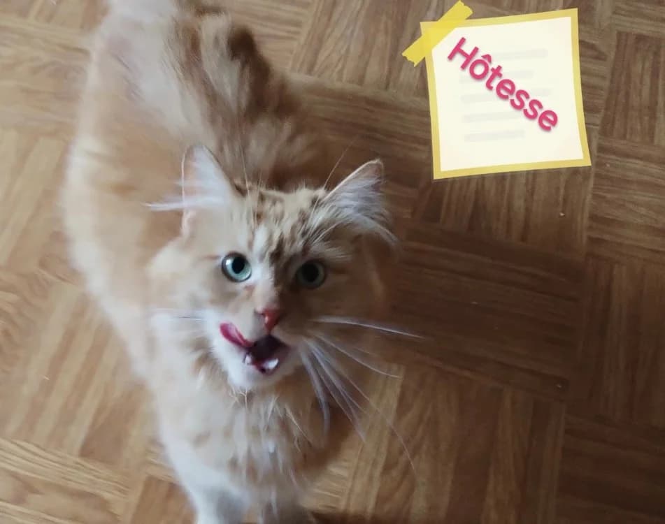 HOTESSE, female young Mixed Breed for adoption at SPA Arras (Tilloy), Arras
