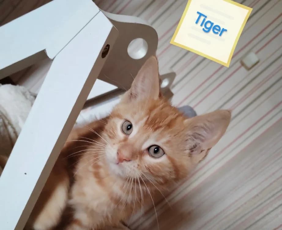 TIGER, male Mixed Breed for adoption at SPA Arras (Tilloy), Arras